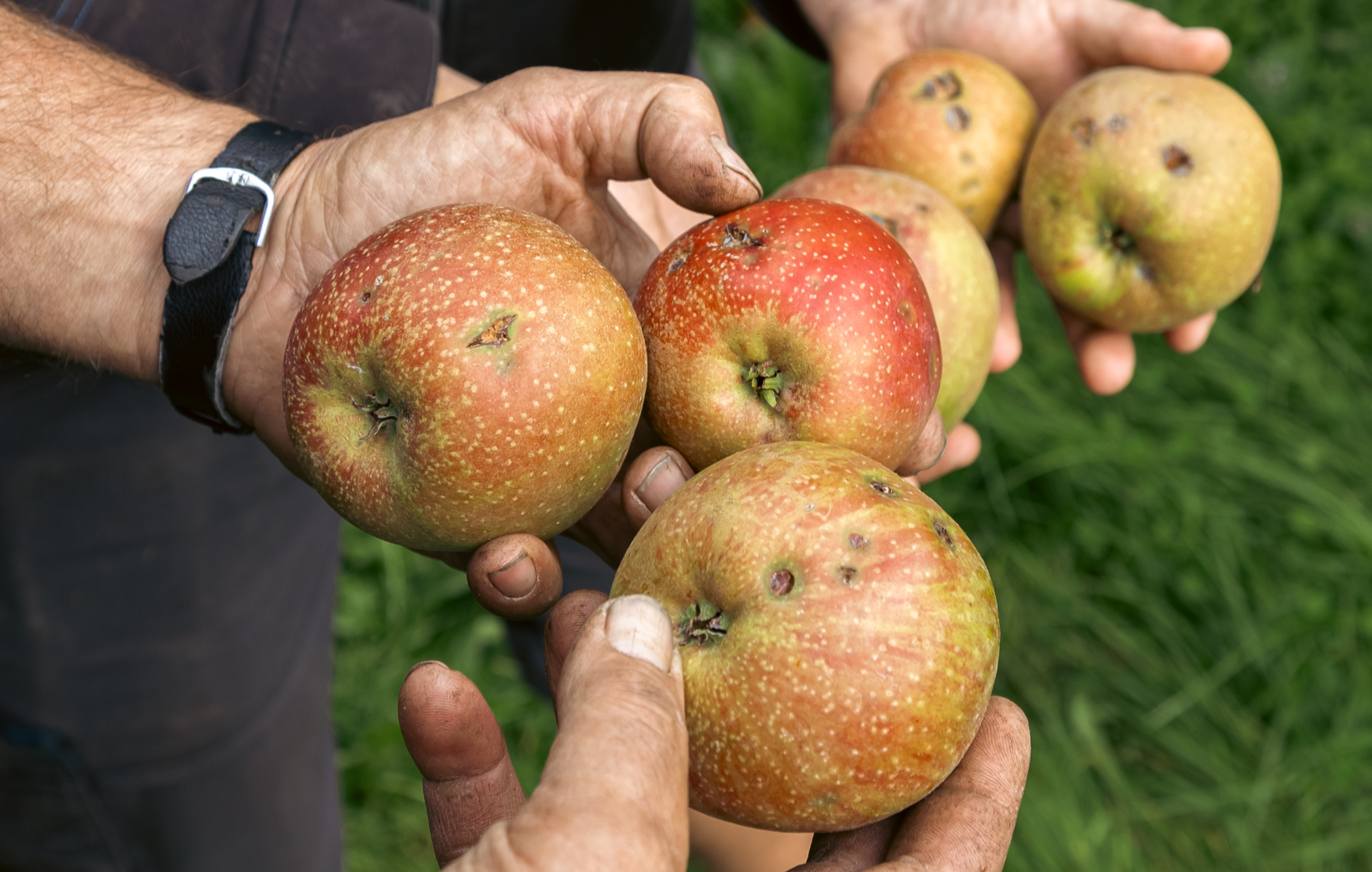 No Waste Army roept mensen op zelf appels en peren te komen plukken om voedselverspilling tegen te gaan