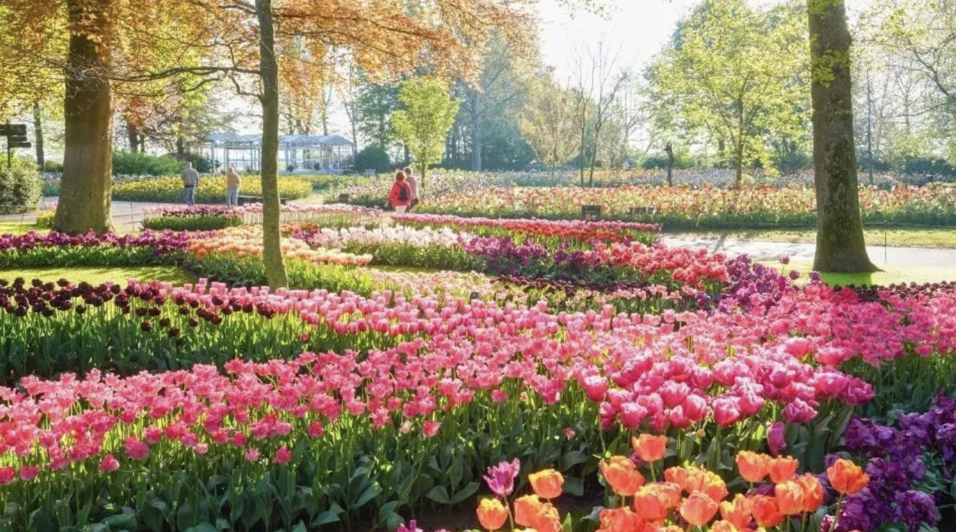 Keukenhof maakt comeback onder Nederlanders. Ook ARTIS in de lift