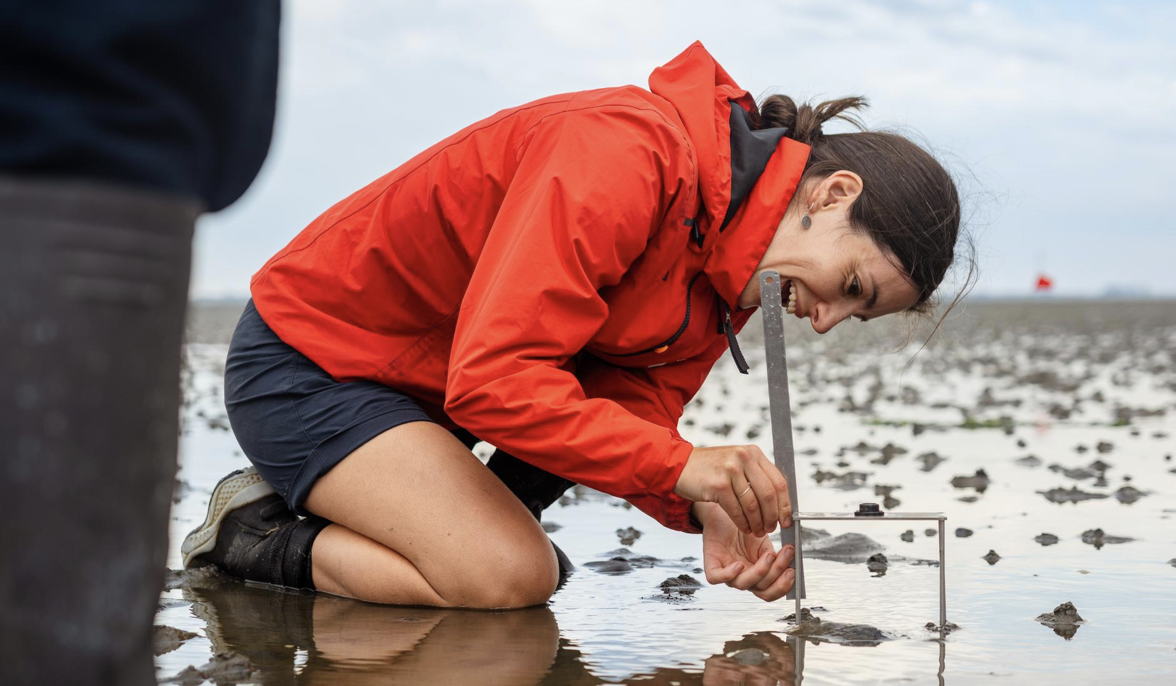  Herstel van zeegras in Oosterschelde verder opgeschaald. Partner Nestlé Purina is erbij