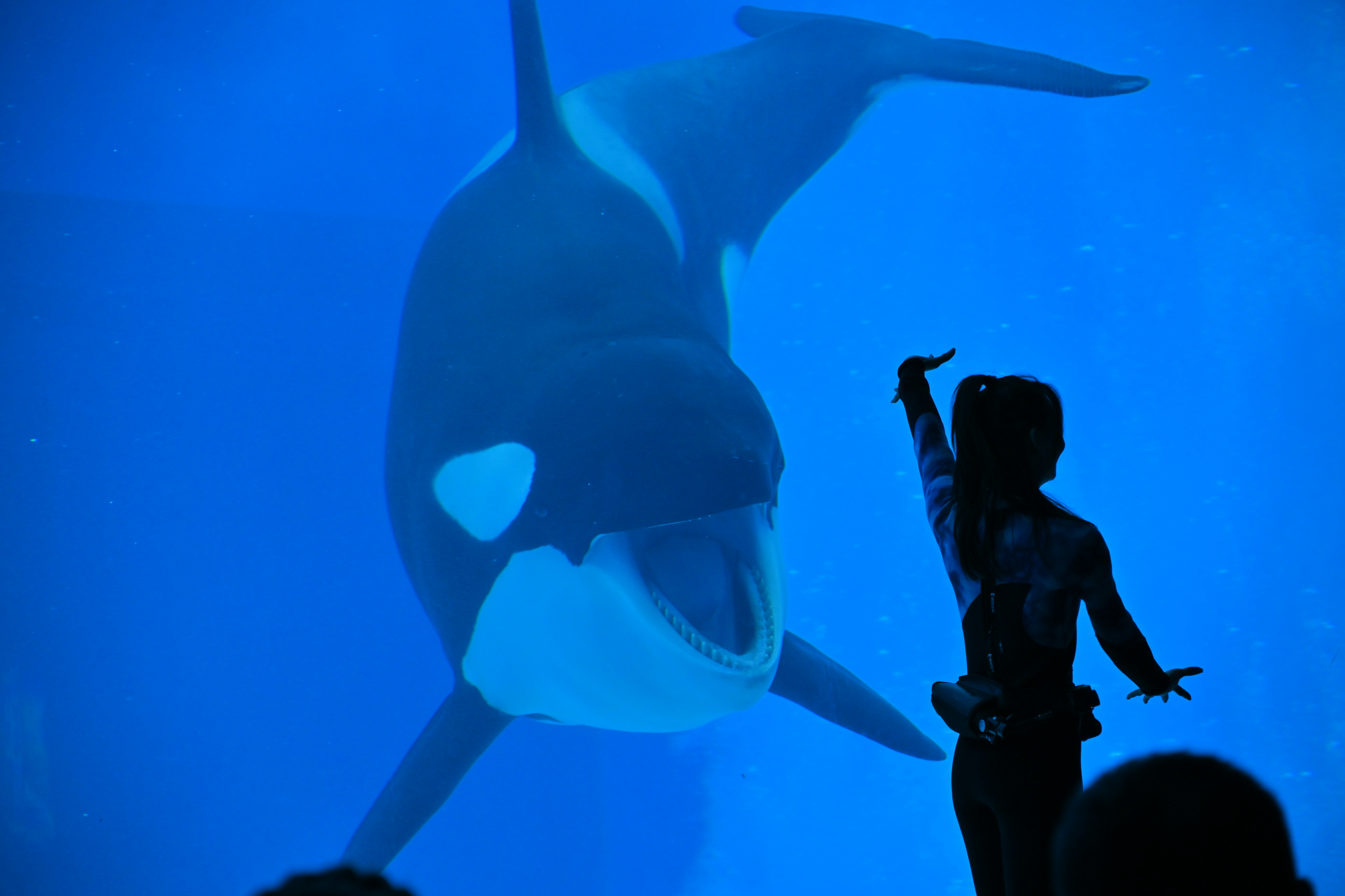 Dierenleed uit het aanbod: Sunweb zet koerswijziging in