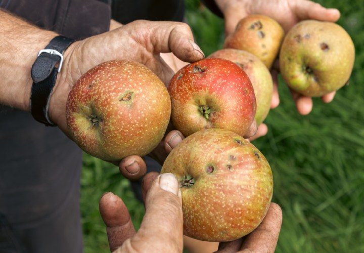 No Waste Army roept mensen op zelf appels en peren te komen plukken om voedselverspilling tegen te gaan