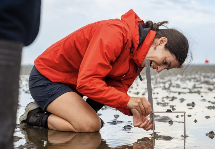  Herstel van zeegras in Oosterschelde verder opgeschaald. Partner Nestlé Purina is erbij